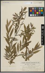 Foto von Salix alba L.